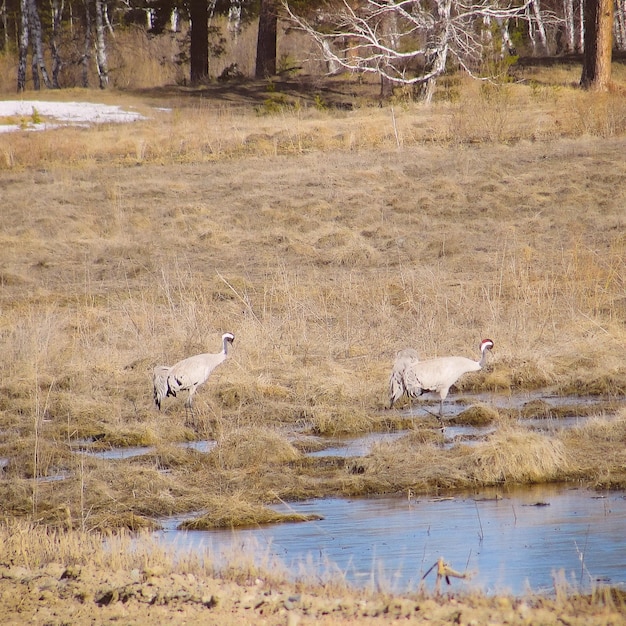 Grey cranes, or common grus at some pond at early spring. Pair of birds and scenery of forest in Siberia, Russia, in April. Wildlife and nature.