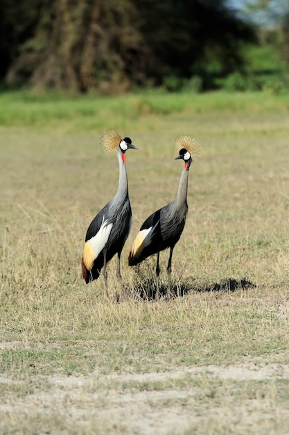 Photo grey crowned crane balearica regulorum gibbericeps