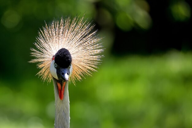 Grey Crowned Crane - Balearica regulorum, a portrait 