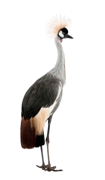 Grey Crowned Crane - Balearica regulorum on a white isolated