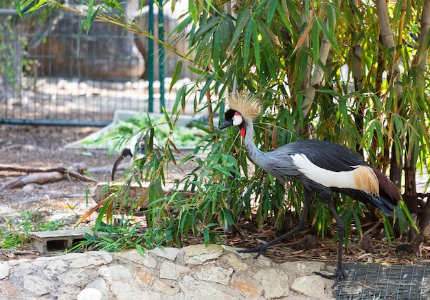 Серый венценосный журавль в зоопарке