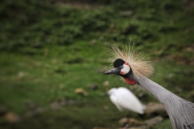 Photo grey crowned crane on land