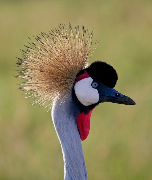 Foto gru coronata grigia nel parco nazionale di masai mara - kenya