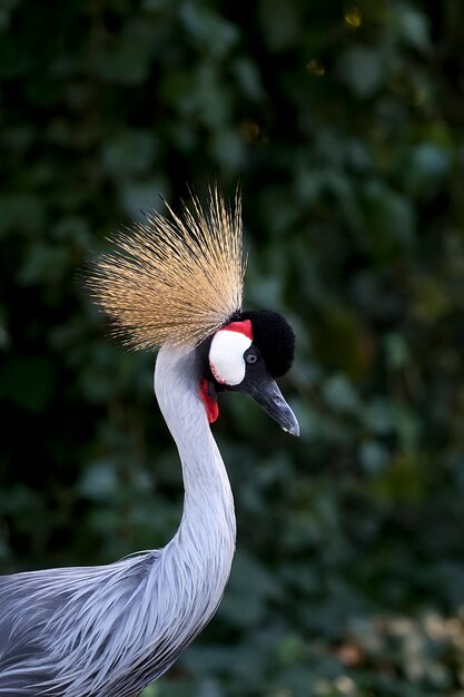 Grey Crowned Crane a portrait