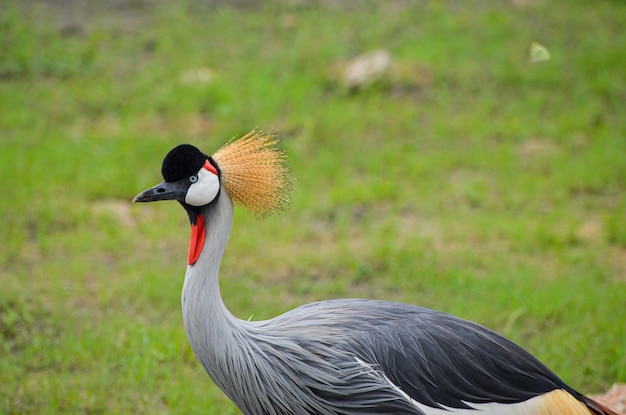 Photo grey crowned crane