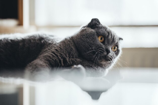 Photo grey cute cat lay on a table