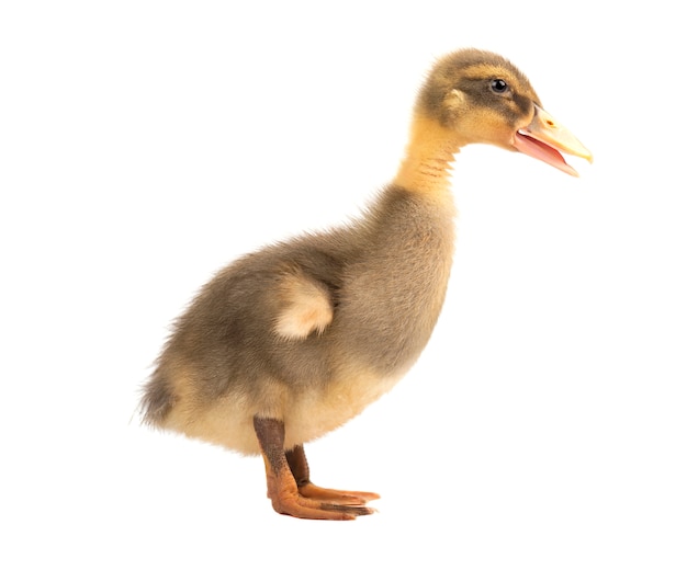 Grey cute duckling isolated on white