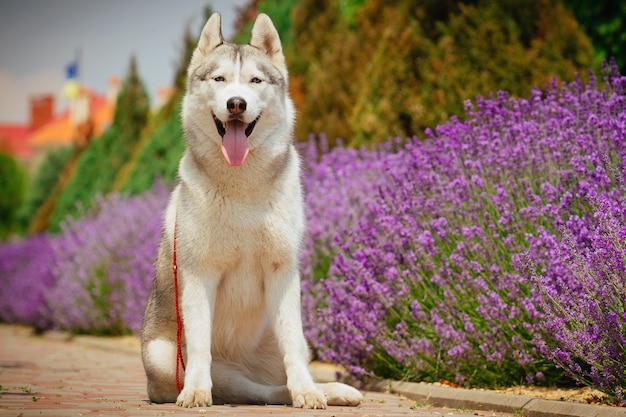 歩道に座っている灰色の犬。バックグラウンドで開花ラベンダー。シベリアンハスキーの肖像画。