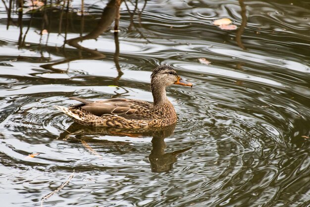 Grey duck swims on the pond in autumn