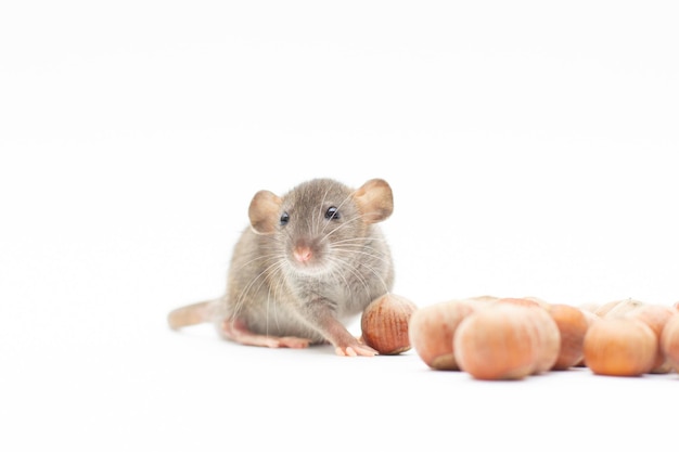 Grey dumbo rat with nuts on white