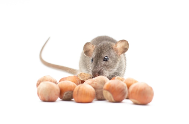 Grey dumbo rat with nuts on white