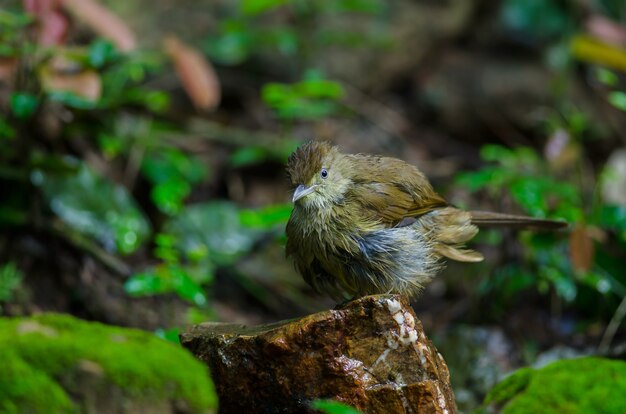 木の上の灰色の目のブルブル