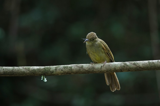 나무에 회색 눈 Bulbul (Iole propinqua)