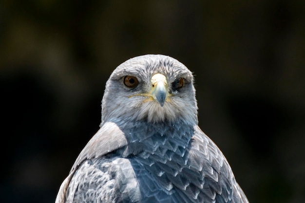 Photo grey falcon