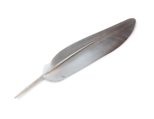 Grey feather isolated