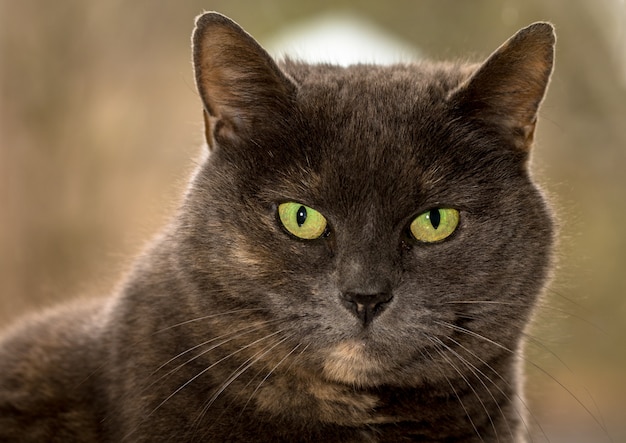 Grey female cat with green eyes looking