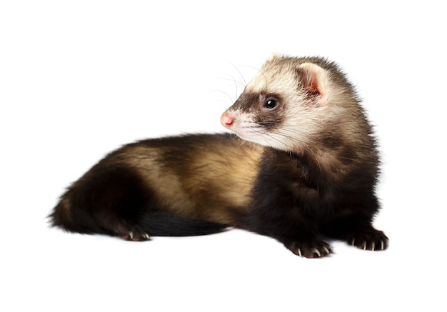 Grey ferret in full growth, isolated on white