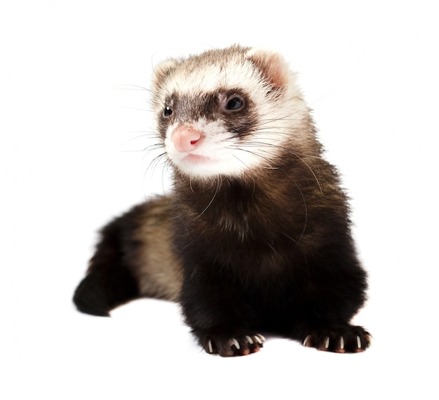 Photo grey ferret in full growth lies, isolated on white space. ferret sitting on white space.