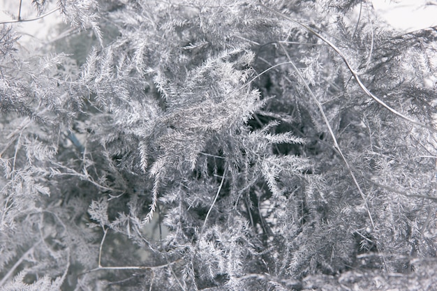 シダの灰色の花の背景。窓の冬の霧に似たオオミドリボウキの植物相組成をクローズアップします。休日、鮮度と寒さの装飾の概念