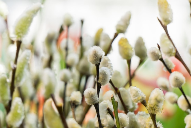 The grey fluffy buds of pussy willow