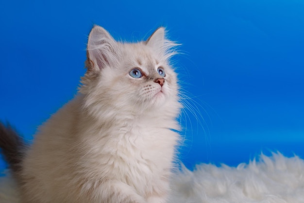 Grey fluffy kitten with blue eyes on a blue background