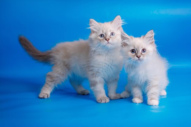 파란색 배경에 파란색 눈을 가진 회색 솜털 새끼 고양이