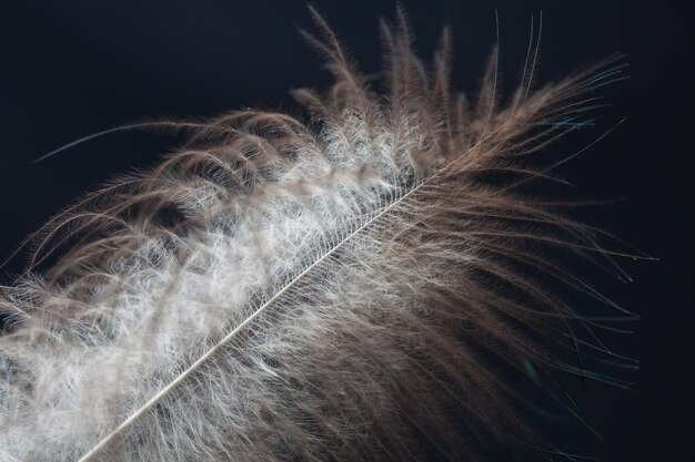 Grey flying feather