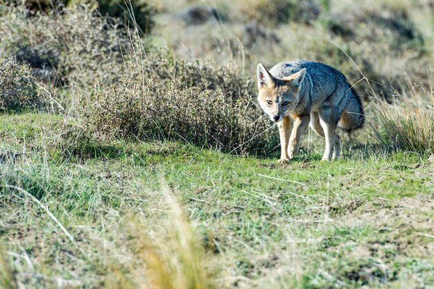 Grey fox hunting armadillo on the grass