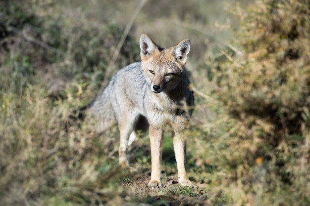 Grey fox hunting on the grass