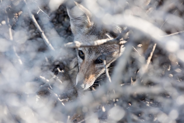 Grey fox relaxing on the beach