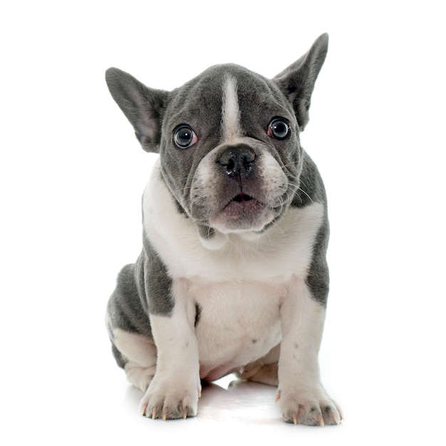 grey french bulldog