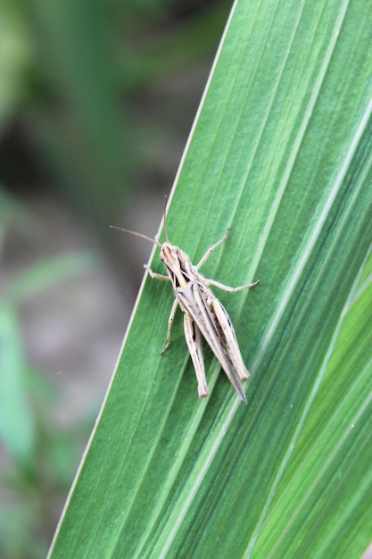 Grey grasshopper sitting on a green blade