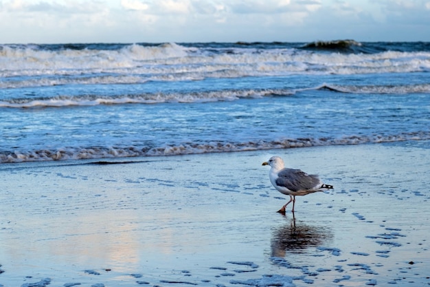 Серая чайка стоит на берегу моря или океана в воде и смотрит вдаль Схевенинген Гаага Ден Хааг Нидерланды