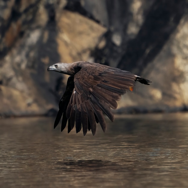 Grey Headed Fish Eagle