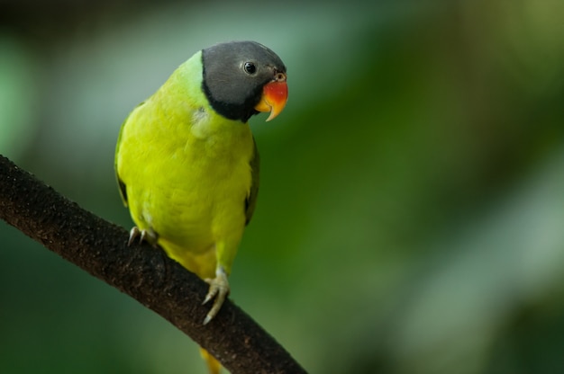 Parrocchetto dalla testa grigia (psittacula finschii)