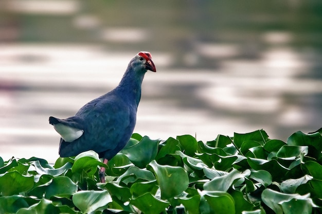 A grey headed swamphen in grass looking at me