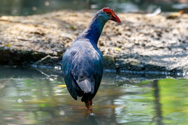 Grey-headed swamphen standing in the pond , Thailand