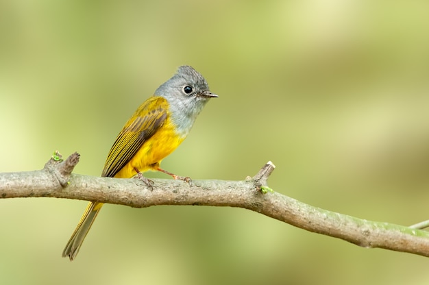 Grey heaed canary flycatcher perched on a tree