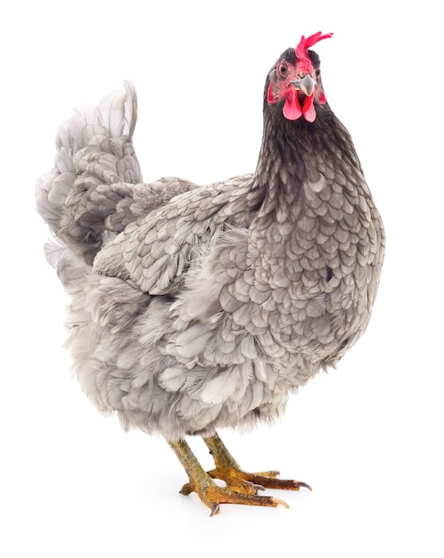 Grey hen isolated on white, studio shot