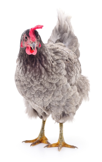 Grey hen isolated on white, studio shot.