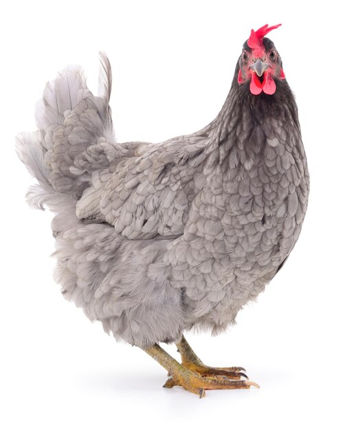 Photo grey hen isolated on white studio shot