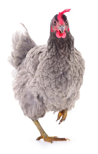 Grey hen isolated on white studio shot