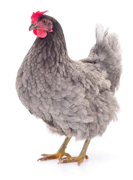 Grey hen isolated on white studio shot