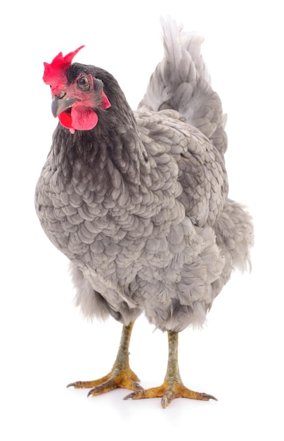 Grey hen isolated on white studio shot