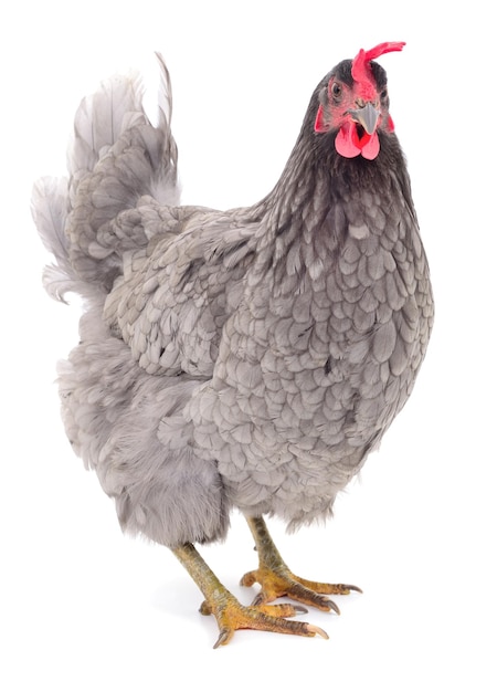 Grey hen isolated on white studio shot