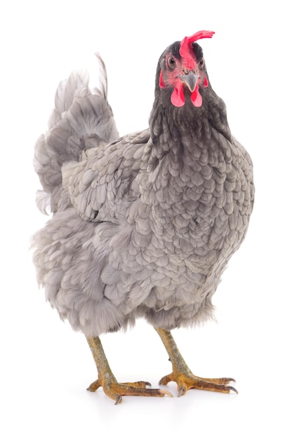 Grey hen isolated