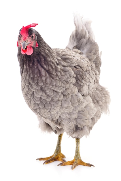 Grey hen isolated