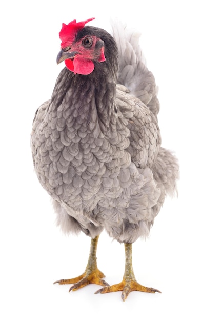 Grey hen isolated