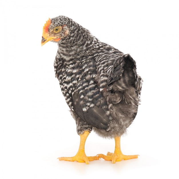 Grey hen on white background