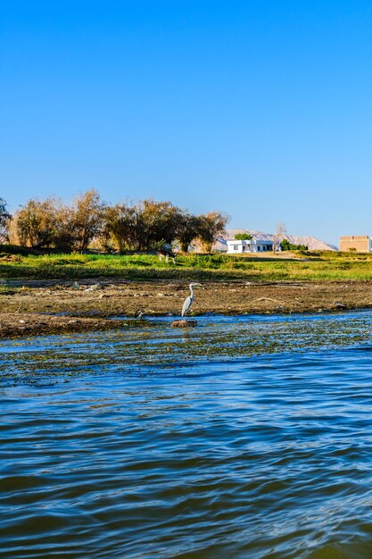 Серая цапля Ardea cinerea на берегу реки Нил